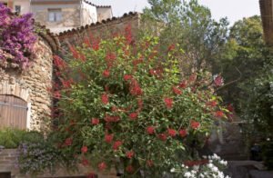 Korallenstrauch umtopfen