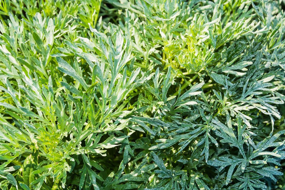 Ligurischer Beifuß – Aromatische Gewürz- und Heilpflanze für den Kräutergarten