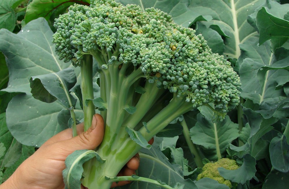 Brokkoli ernten und richtig lagern – Schritt für Schritt erklärt
