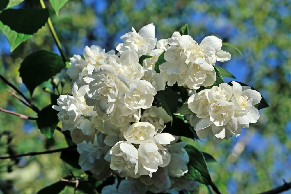 Gefüllter Gartenjasmin