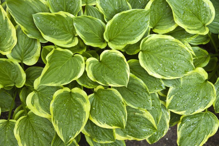 Goldrand-Funkie – Pflanzen, pflegen und Tipps zu Krankheiten