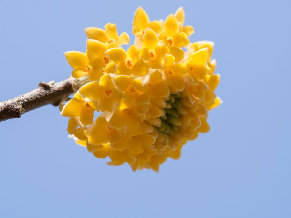 Blüte des Japanischen Papierbuschs