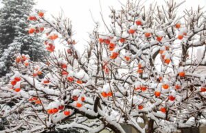 Kaki überwintern