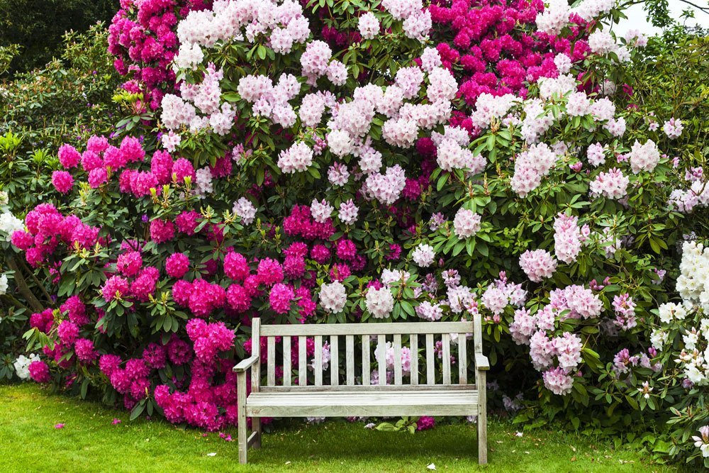 Rhododendron-Arten