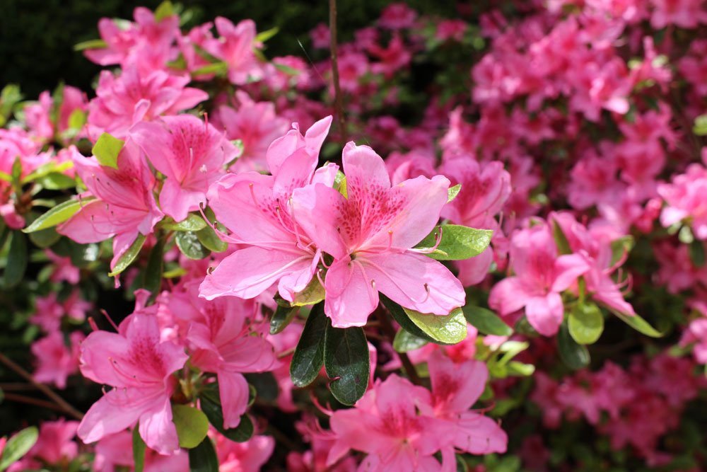 Rhododendron – Pflanzen, Pflege und Arten