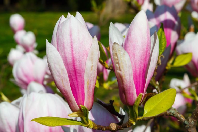 Tulpenmagnolie: Tipps zu Standort, Boden und Pflege