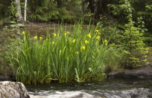 Wasser Schwertlilie: Aussehen, Standort & Pflegehinweise