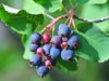 Früchte des Rosinen-Baums "Prince William"
