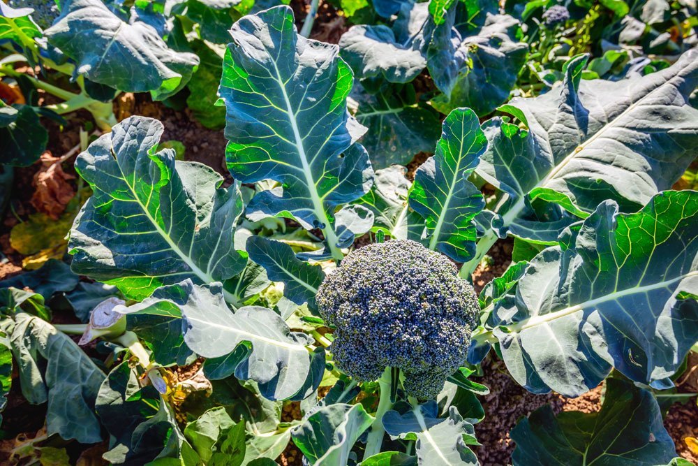Brokkoli pflegen – Standort, gießen und düngen