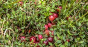 Cranberry Pflanze
