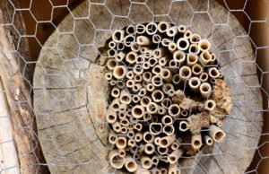 Insektenhotel aus Baumstamm bauen