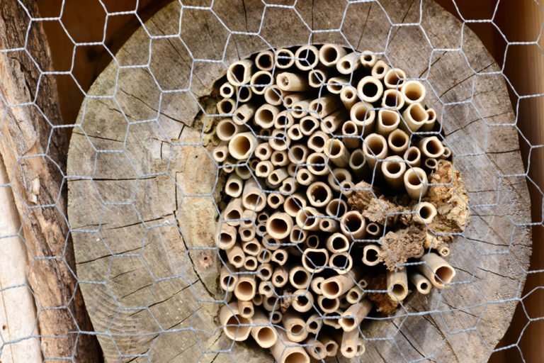 Insektenhotel aus Baumstamm bauen – Anleitung und Tipps