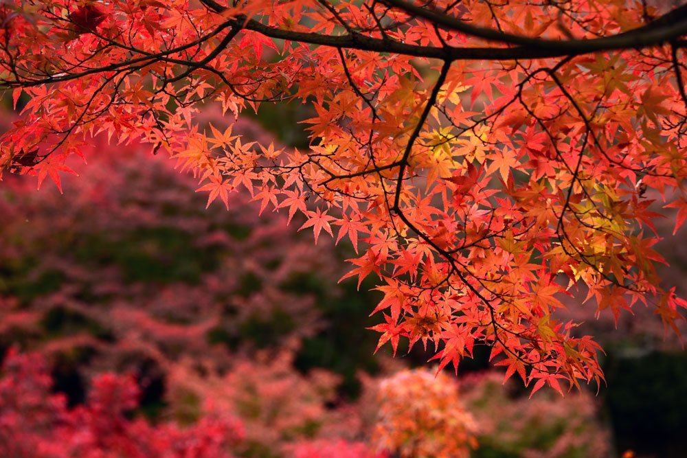 Japanischer Ahorn – Pflanzen, schneiden und überwintern