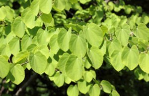 Kuchenbaum: Krankheiten und Schädlinge erkennen und bekämpfen