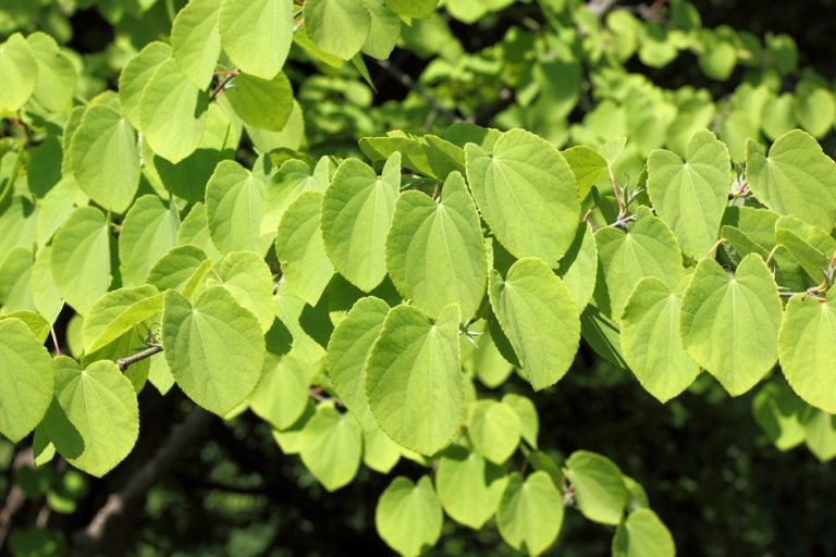 Kuchenbaum: Krankheiten und Schädlinge erkennen und bekämpfen
