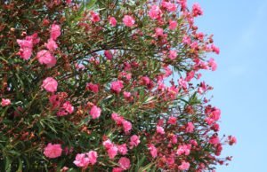 Oleander pflanzen - Tipps zum Standort, Dünger & Wasserbedarf