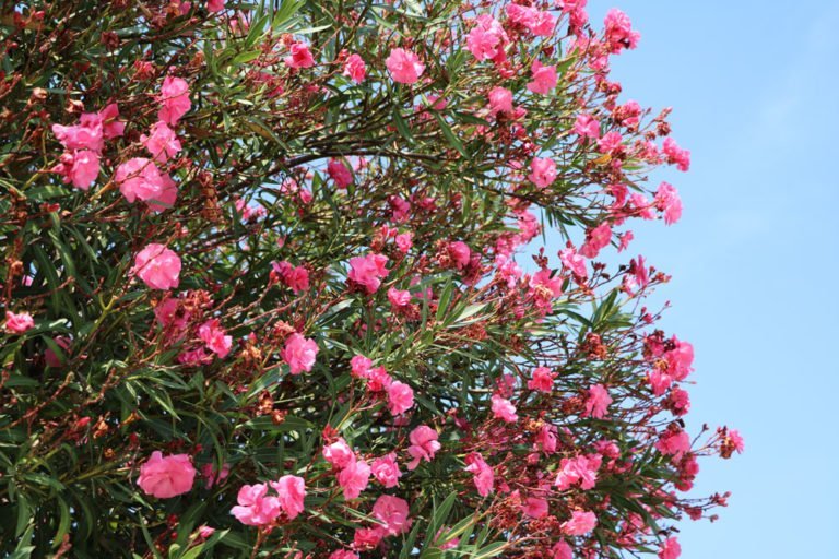 Oleander pflanzen – Tipps zu Standort, Wasserbedarf & Dünger