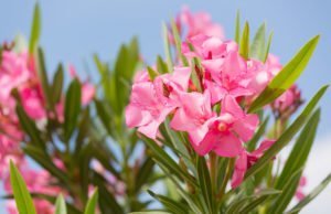 Oleander Pflegefehler