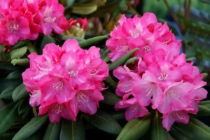 Rhododendron pflanzen und pflegen Rhododendron pflanzen und pflegen