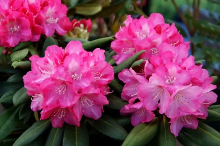 Rhododendron pflanzen und pflegen Rhododendron pflanzen und pflegen