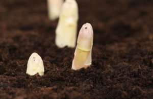 Weißen Spargel pflanzen Tipps