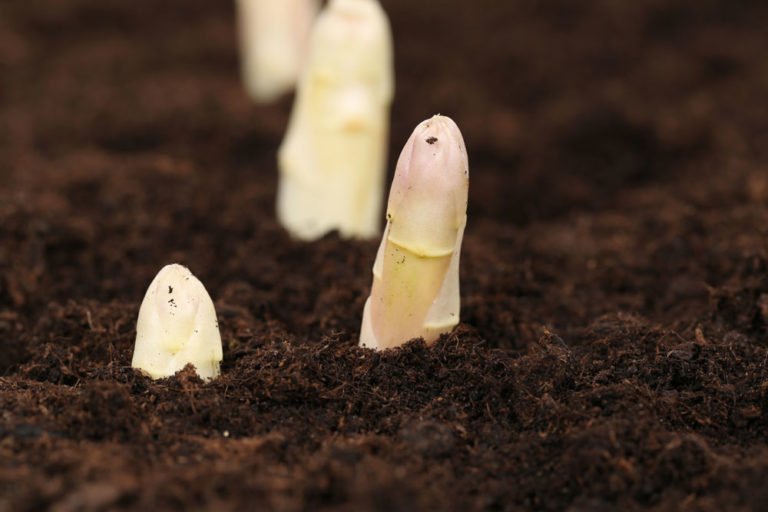 Weißen Spargel pflanzen – Tipps zu Standort & Pflege