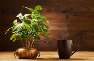 Kaffeestrauch pflegen