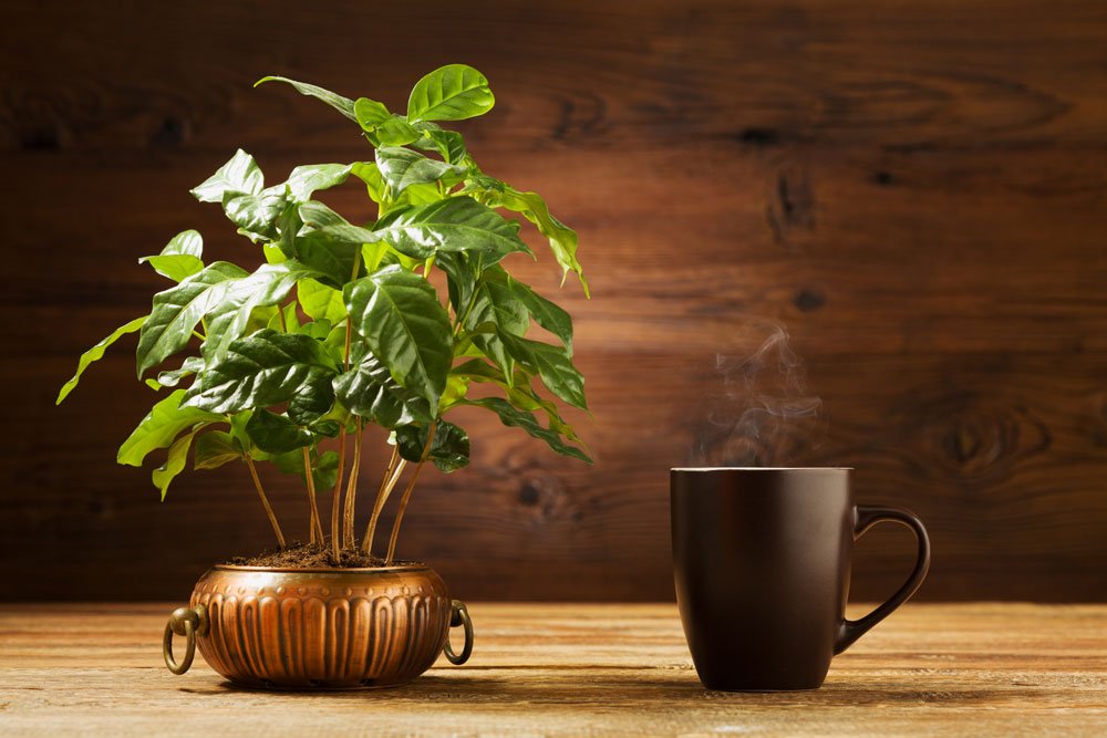 Kaffeestrauch pflegen – gießen, düngen und schneiden