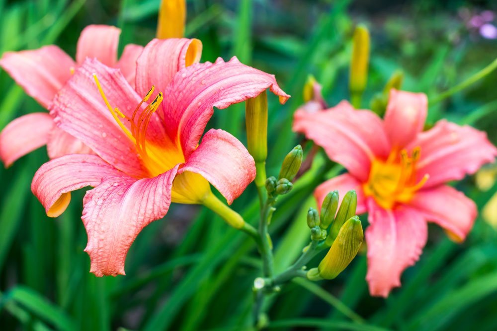 Taglilie – Pflanzen, pflegen und überwintern