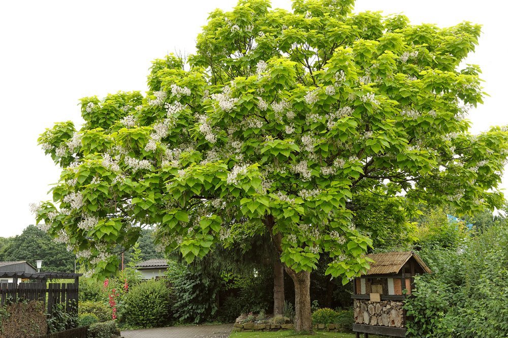 Trompetenbaum – Pflanzen, pflegen und überwintern