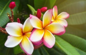 Frangipani Krankheiten und Schädlinge erkennen un bekämpfen