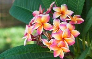 Frangipani pflegen