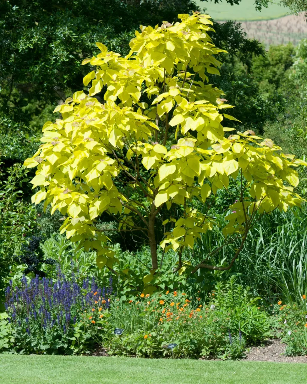 Gold-Trompetenbaum Aurea