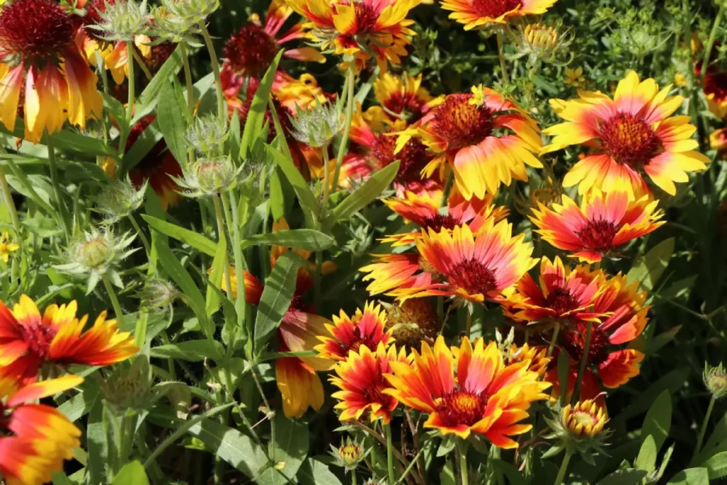 Kokardenblume Bremen mit orange-gelben Zungenblüten.