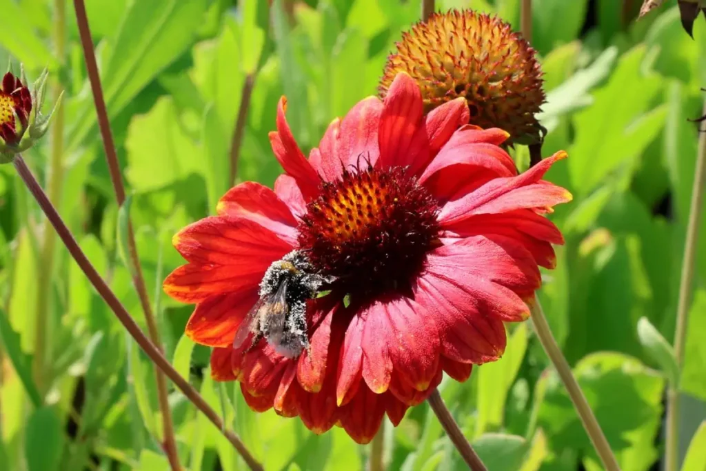 Großblumige Kokardenblume Burgunder mit tiefroten Blüten im Staudenbeet.