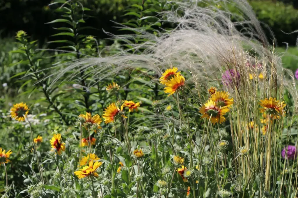 Grossblumige Kokardenblume Kobold mit leuchtend gelb-roten Blüten.
