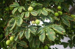 Kastanienbaum: Krankheiten und Schädlinge erkennen und bekämpfen