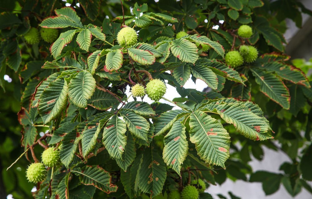 Kastanienbaum: Krankheiten und Schädlinge erkennen und bekämpfen