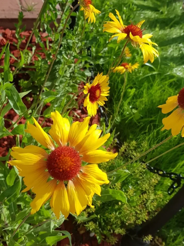 Kokardenblume Amber Wheels mit goldgelben Blüten und rötlichem Körbchen.
