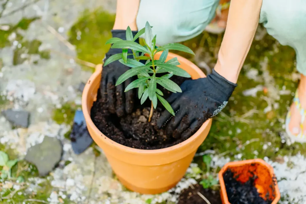 Oleander pflanzen, pflegen und überwintern