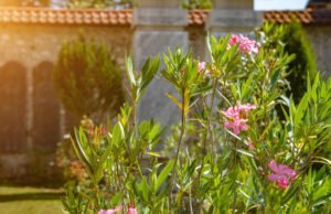 Oleander schneiden - Tipps und Anleitung