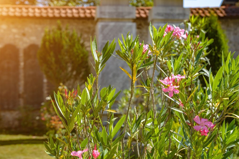 Oleander schneiden – Anleitung und Tipps zum richtigen Schnitt