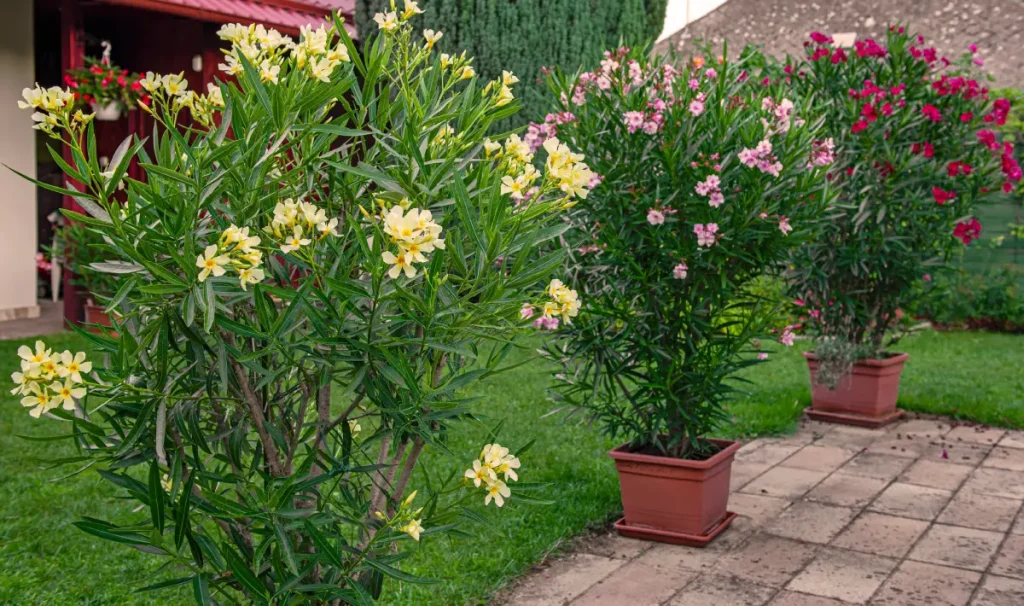 Oleander pflanzen, pflegen und überwintern