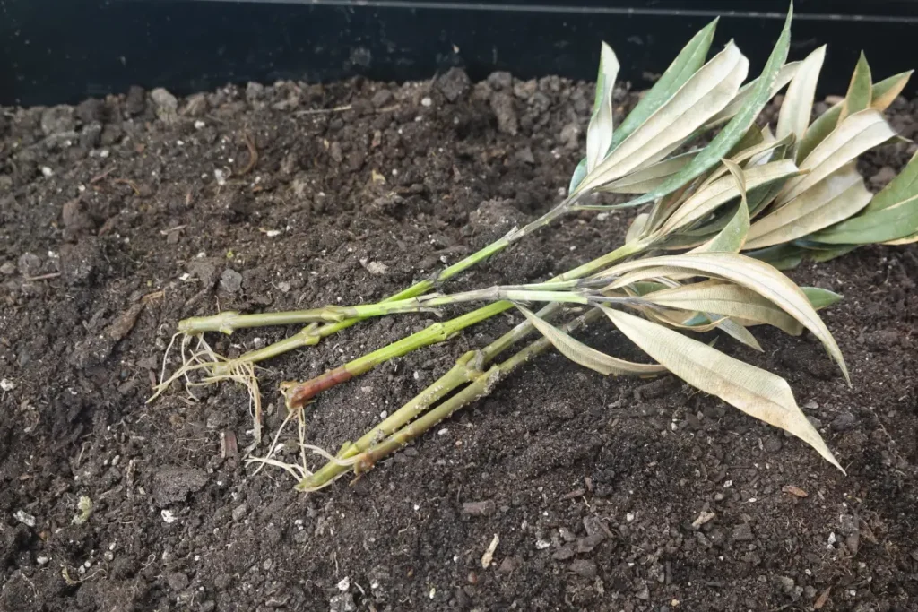 Oleander vermehren