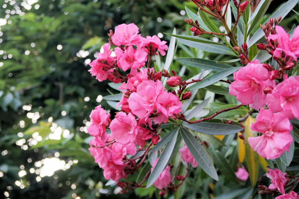 Oleander pflanzen - Tipps zu Standort, Wasserbedarf & Dnger