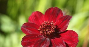 Blüte der Schokoladen-Kosmee.