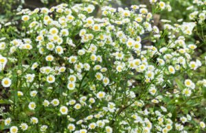 Teppich-Aster Snowflurry Blüten