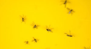 Trauermücken an Zitronengras bekämpfen