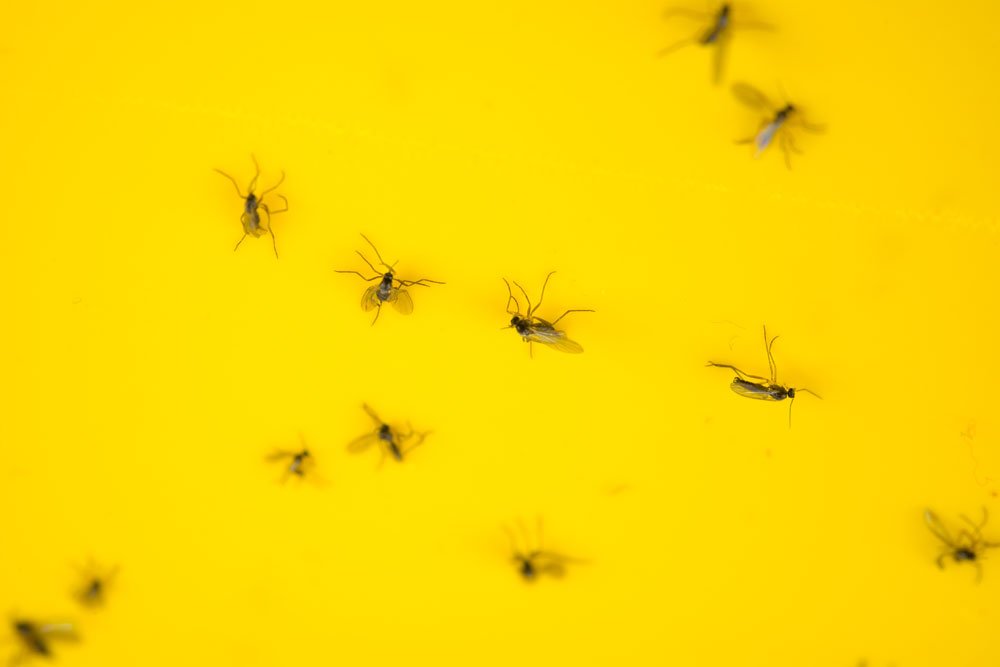Trauermücken an Zitronengras bekämpfen