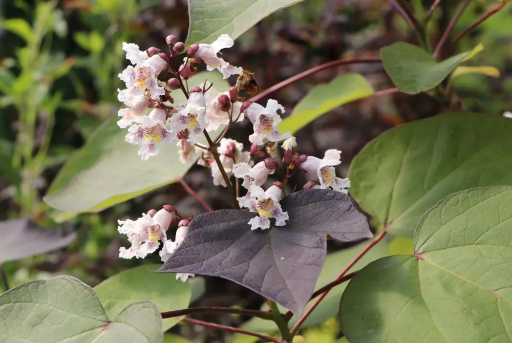 Trompetenbaum Purpurea